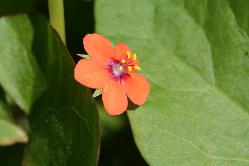 Lysimachia arvensis / Centonchio dei campi